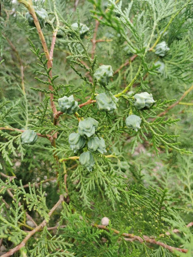 柏树果