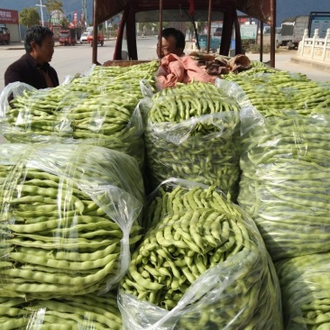 云南省弥勒大量大青豆上市，需要的可以联系了