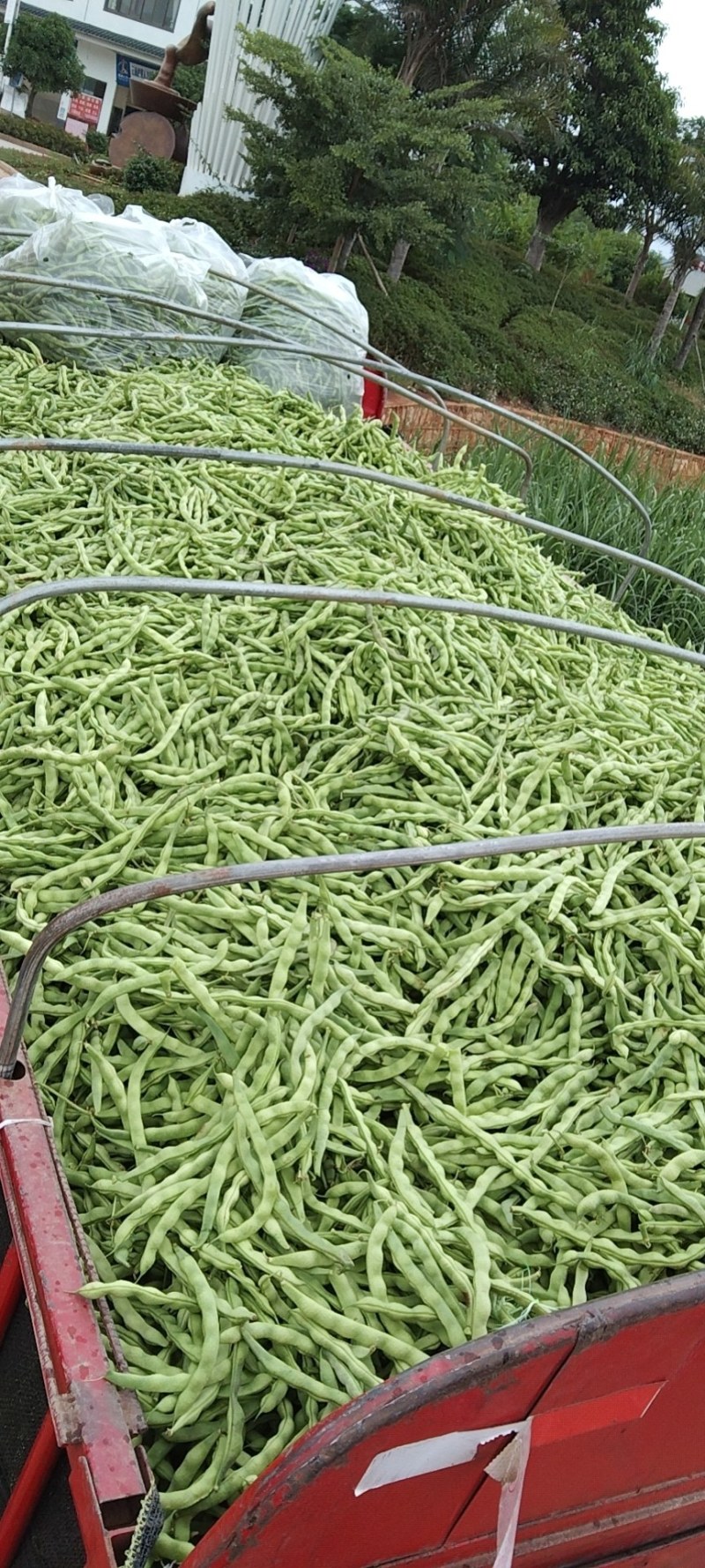 云南省弥勒大量大青豆上市，需要的可以联系了