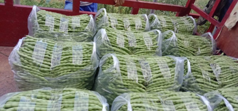 云南省弥勒大量大青豆上市，需要的可以联系了