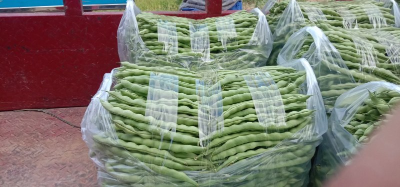 云南省弥勒大量大青豆上市，需要的可以联系了