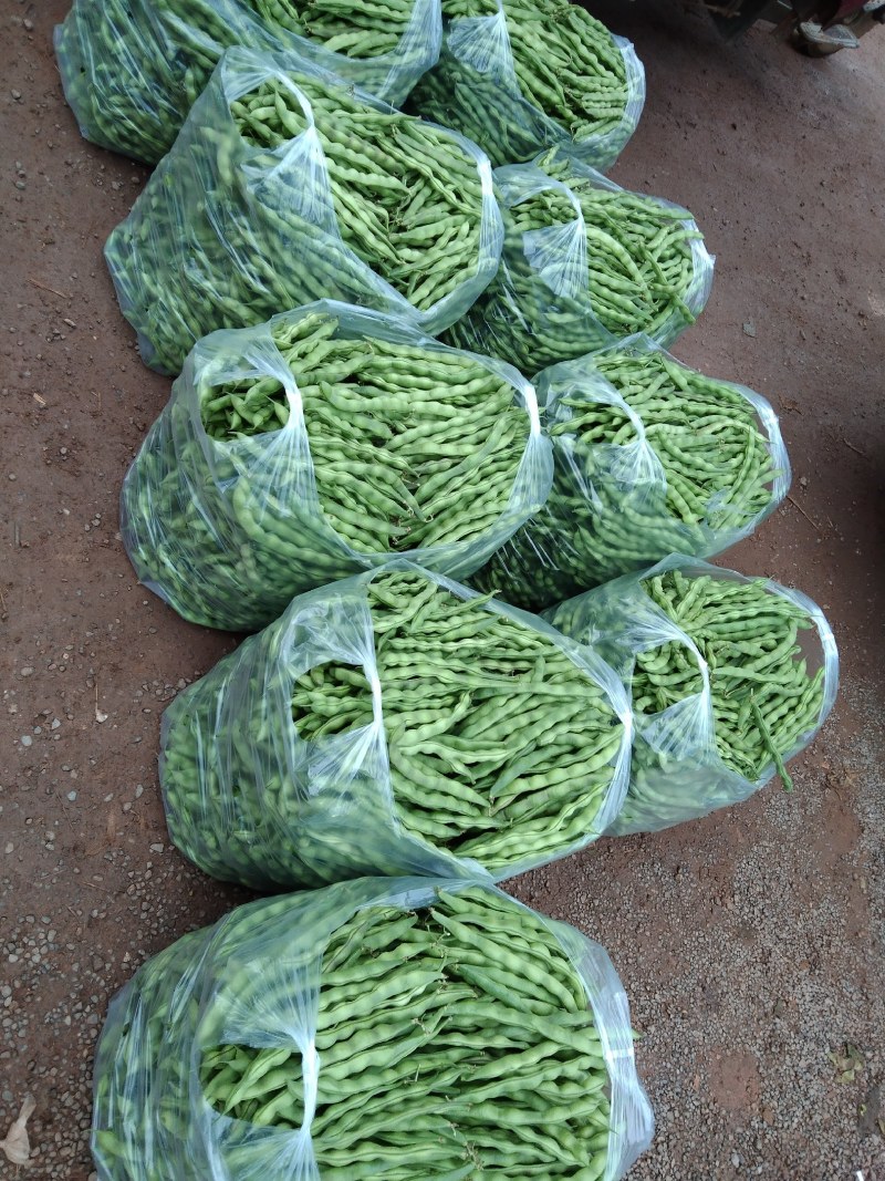 云南省弥勒大量大青豆上市，需要的可以联系了