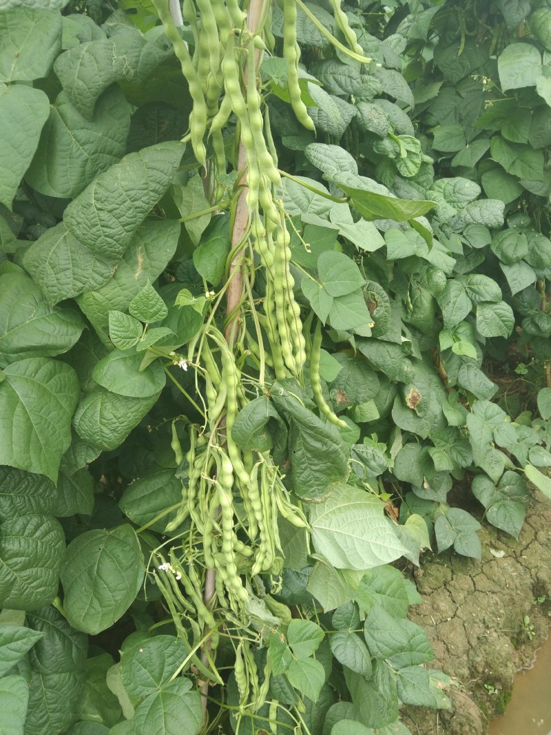 云南省弥勒大量大青豆上市，需要的可以联系了