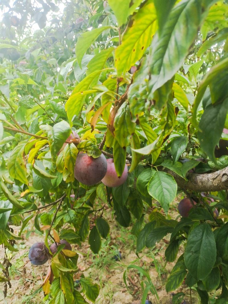 安格诺李子，质优价廉，产地发货，一手货源！！