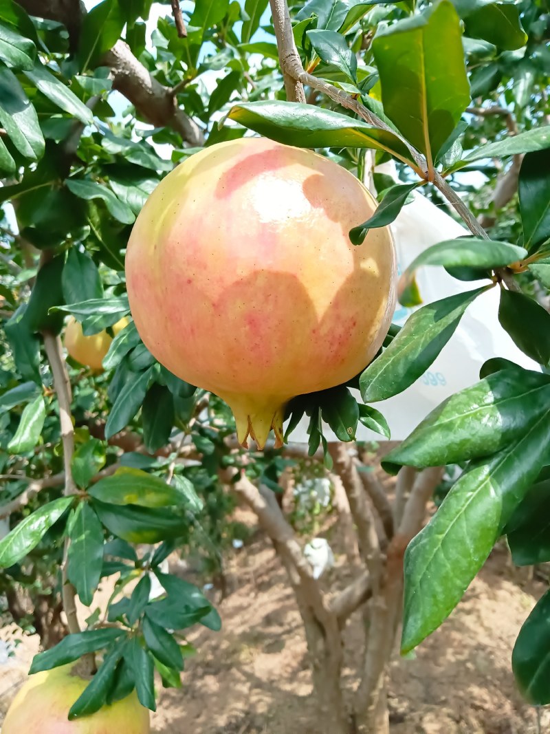 软籽石榴