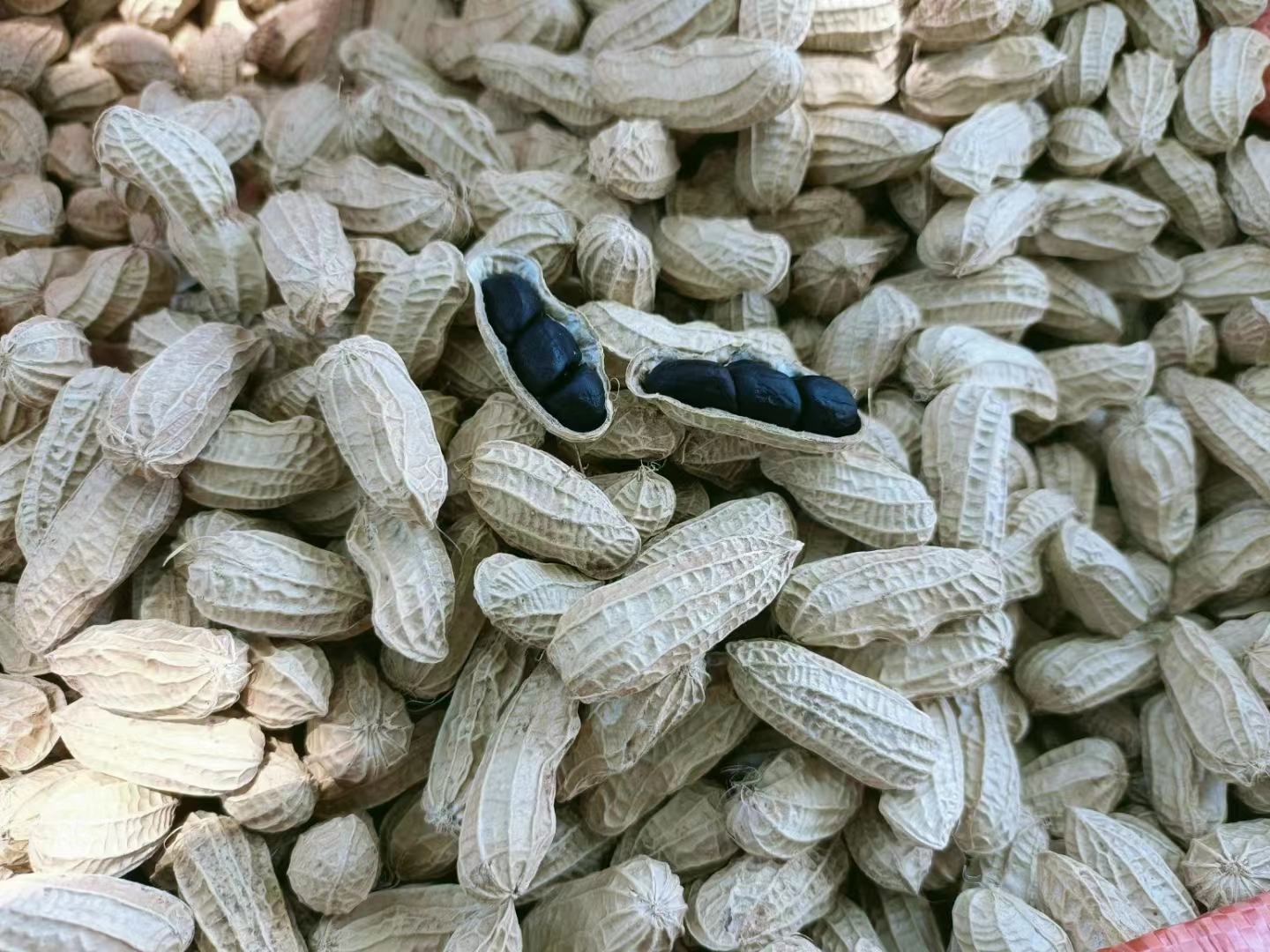 黑玛卡与鹿鞭营养成分对比表