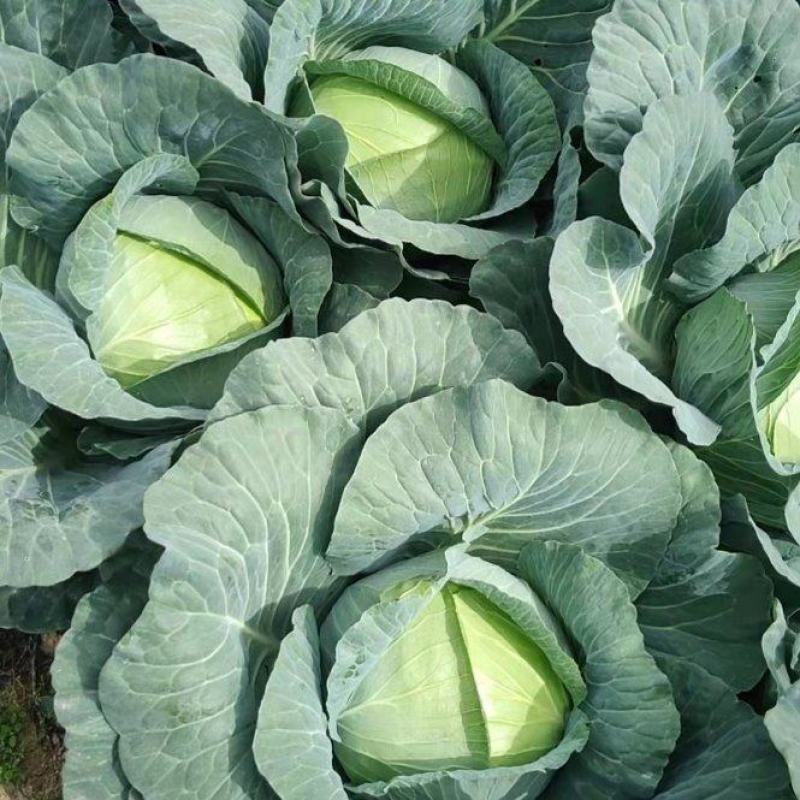 靖远扁包菜奥齐娜莲白产地货皮薄肉脆黄心包菜