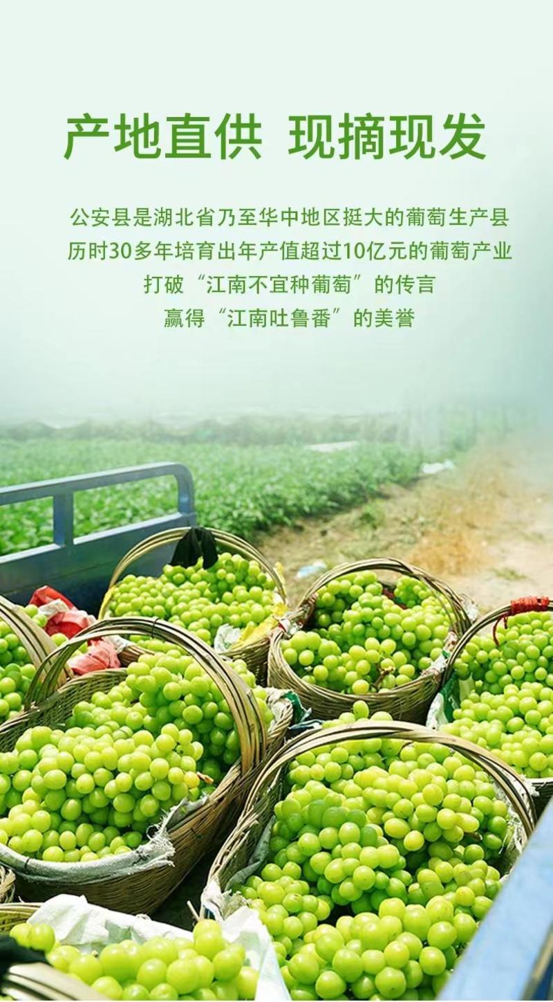 湖北荆州葡萄基地晴王优质阳光玫瑰自己家果园