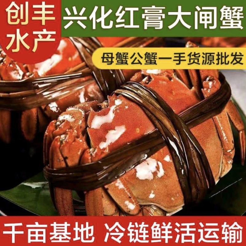 江苏兴化大闸蟹养殖基地一手货源精品蟹基地直供