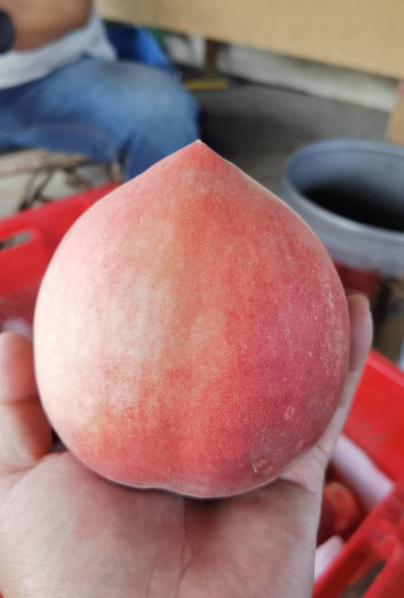 云南丽江金秋红密桃