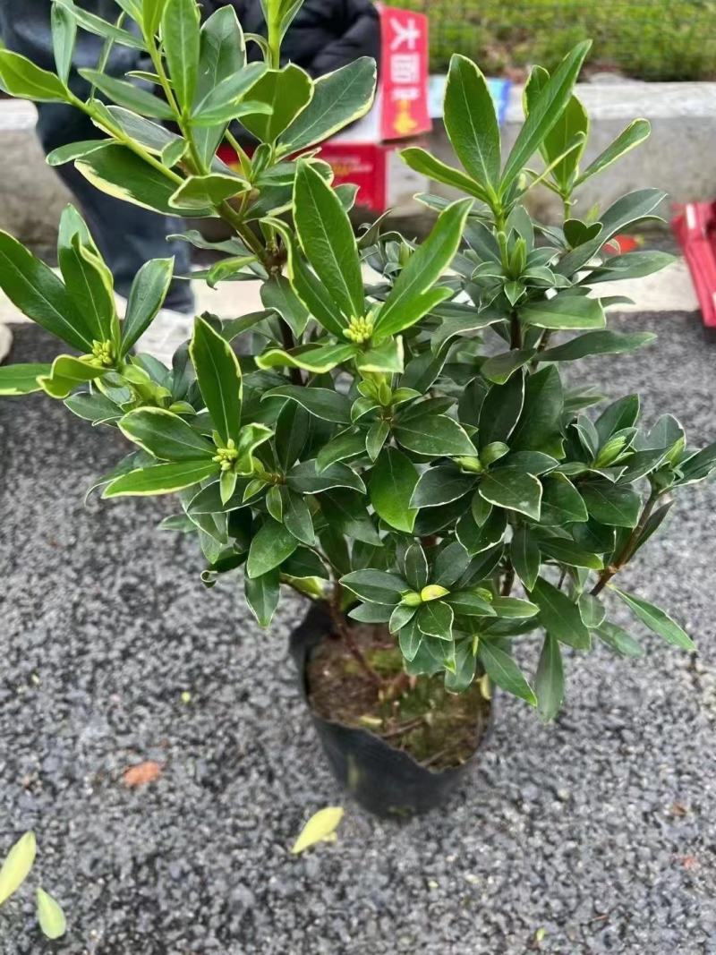 金边瑞香多种型号规格带花苞大量有货欢迎老板来电