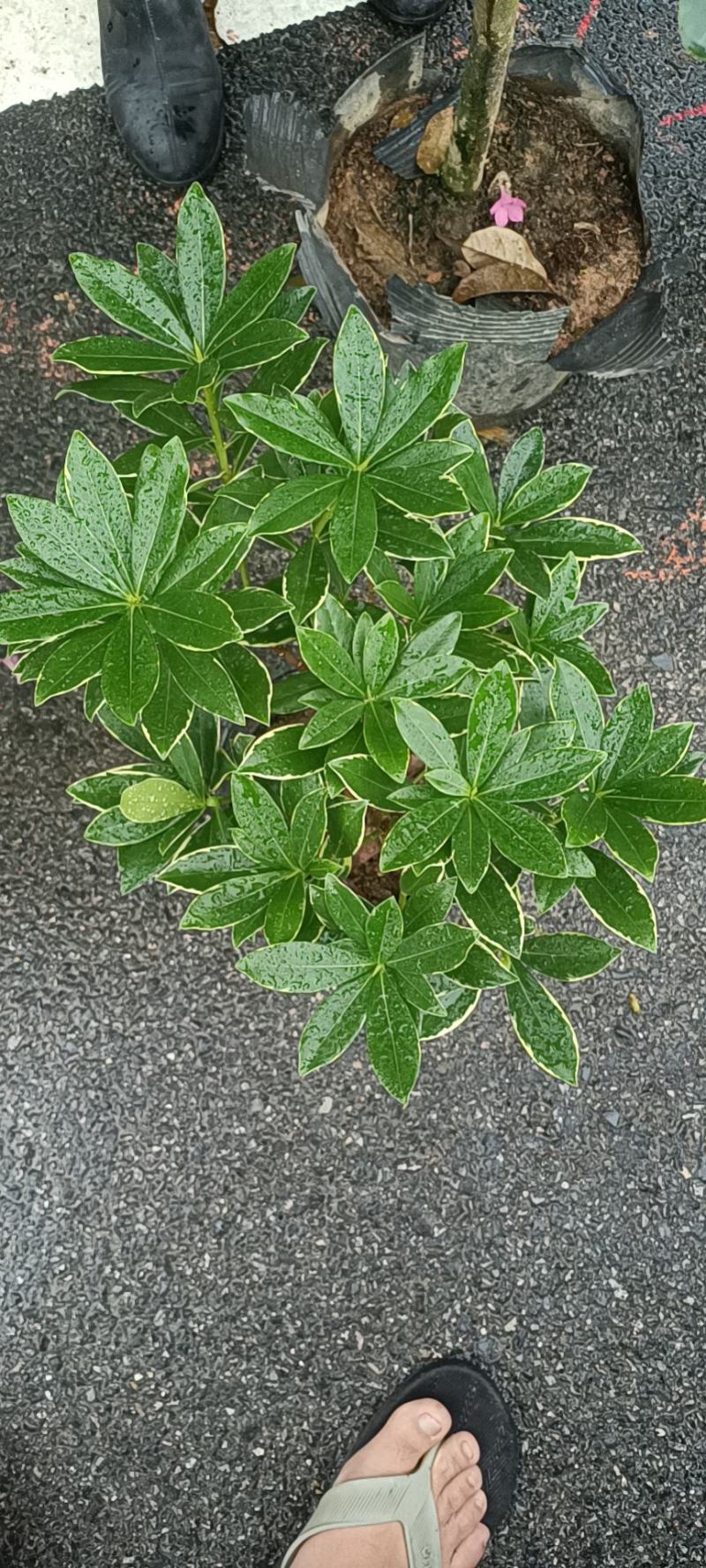 金边瑞香多种型号规格带花苞大量有货欢迎老板来电