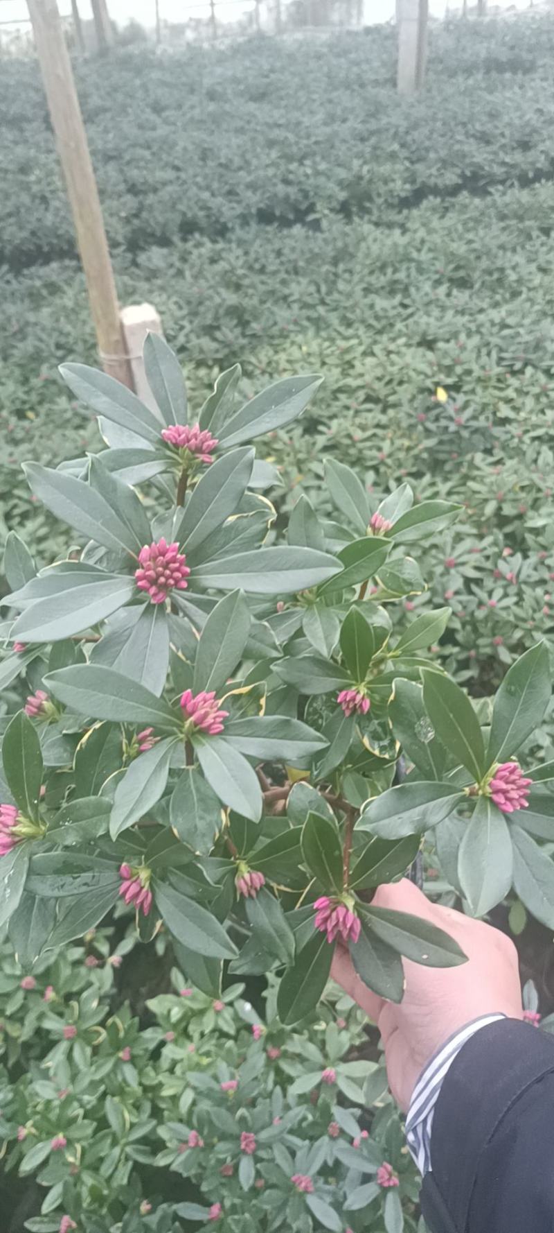 金边瑞香多种型号规格带花苞大量有货欢迎老板来电