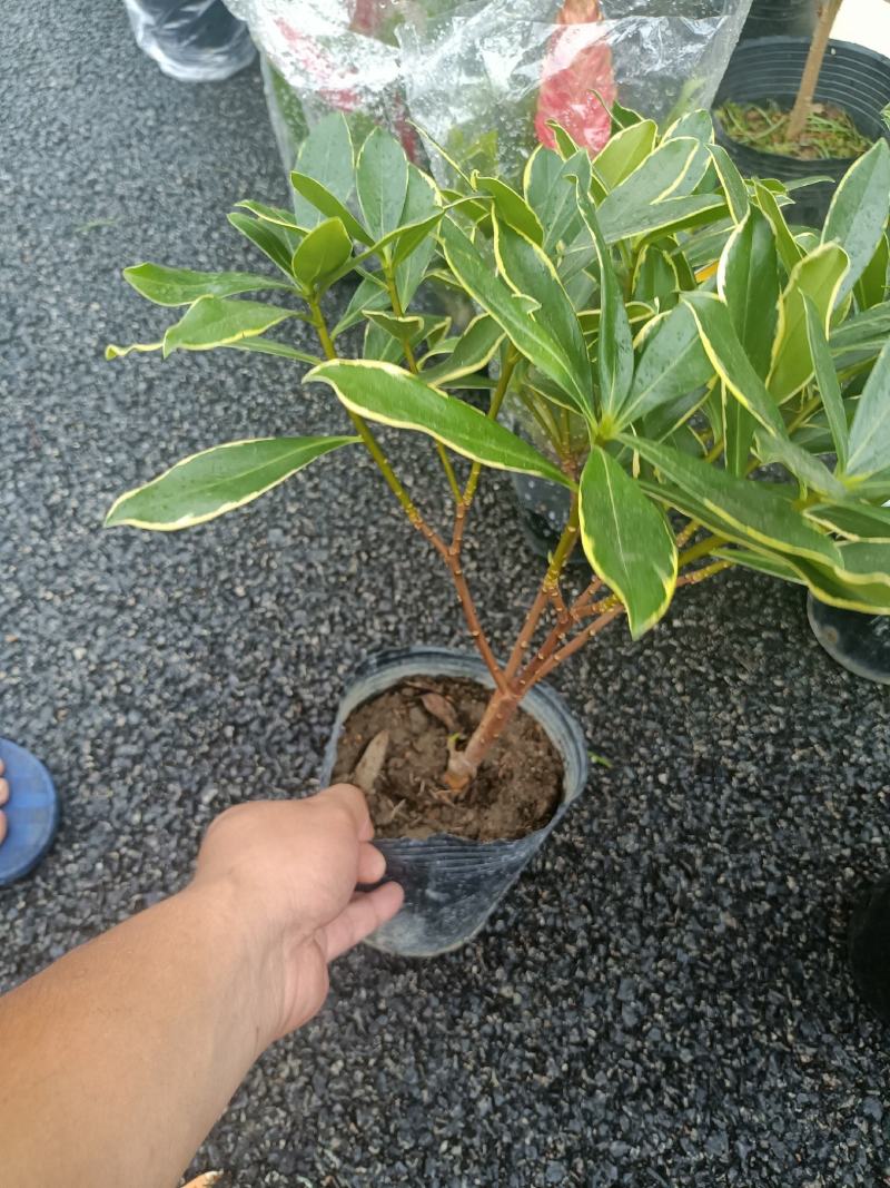 金边瑞香多种型号规格带花苞大量有货欢迎老板来电
