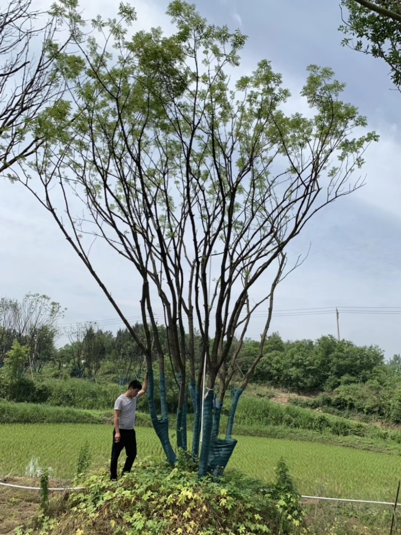 丛生黄连木，各种规格，价格实惠，质量保证。
