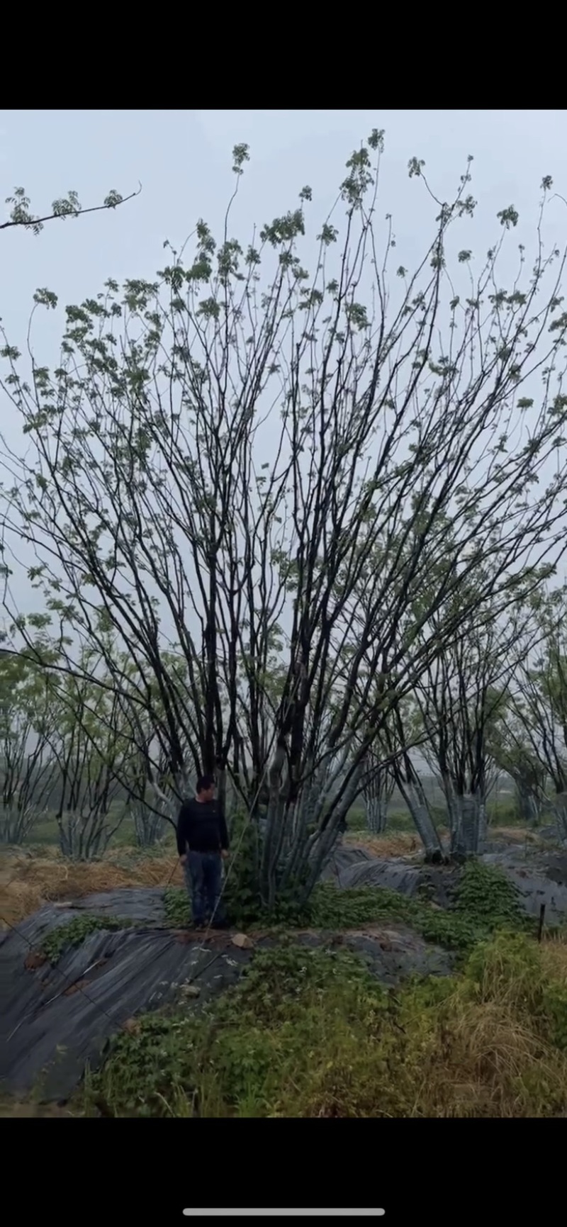 丛生黄连木，各种规格，价格实惠，质量保证。
