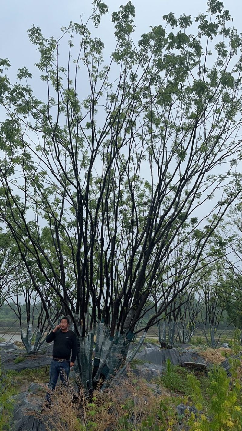 丛生黄连木，各种规格，价格实惠，质量保证。