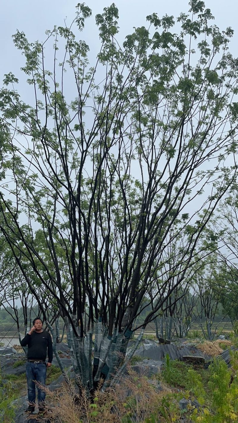 丛生黄连木，各种规格，价格实惠，质量保证。