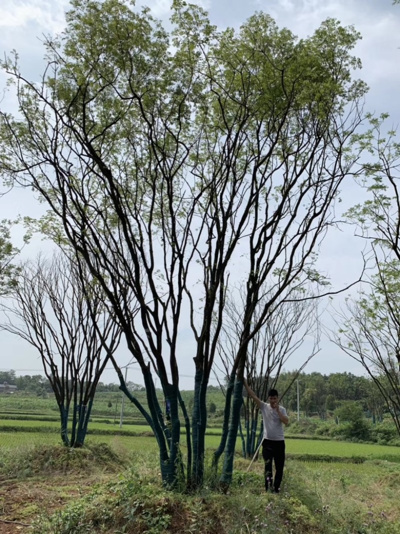 丛生黄连木，各种规格，价格实惠，质量保证。