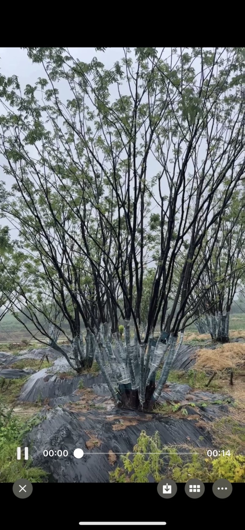 丛生黄连木，各种规格，价格实惠，质量保证。