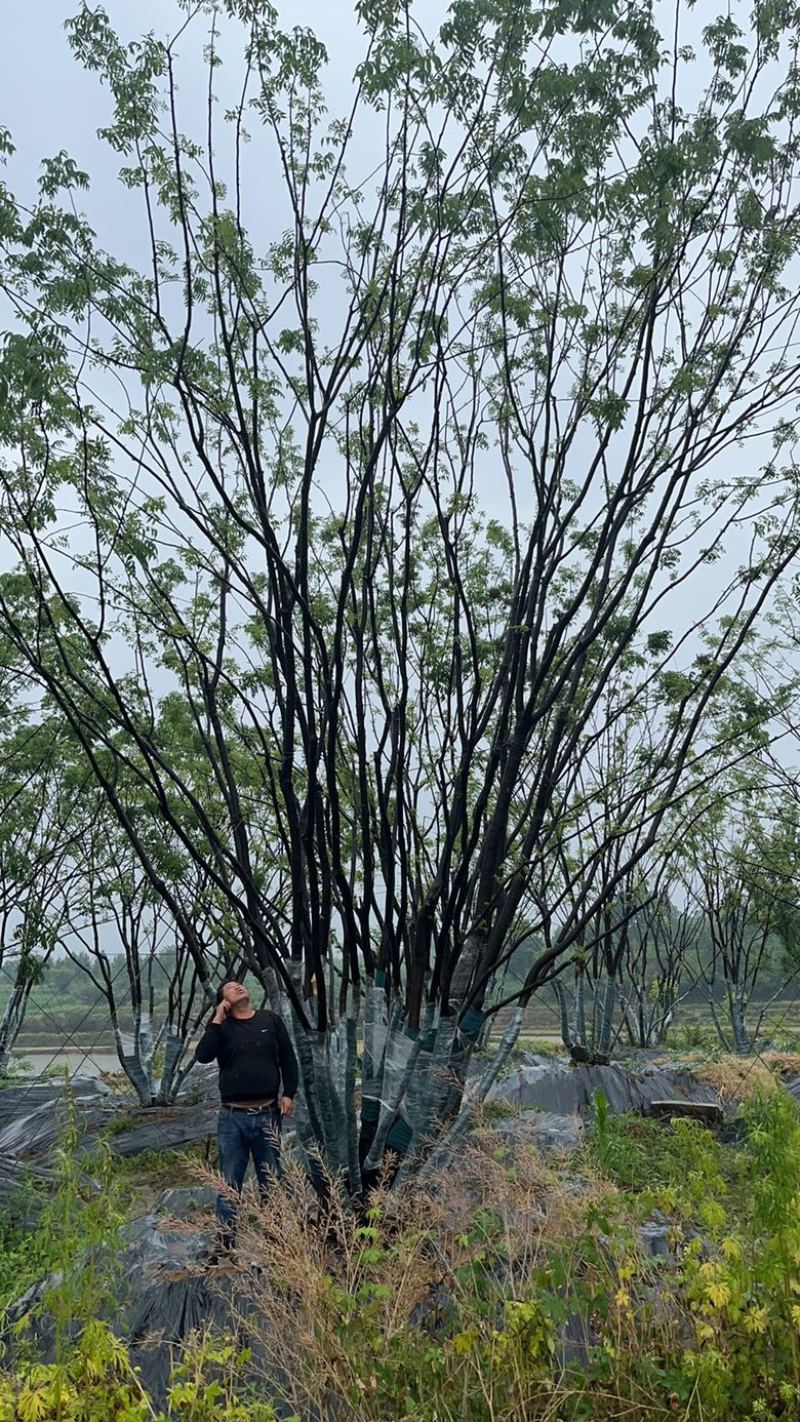 丛生黄连木，各种规格，价格实惠，质量保证。