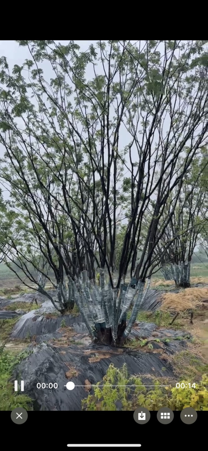 丛生黄连木，各种规格，价格实惠，质量保证。