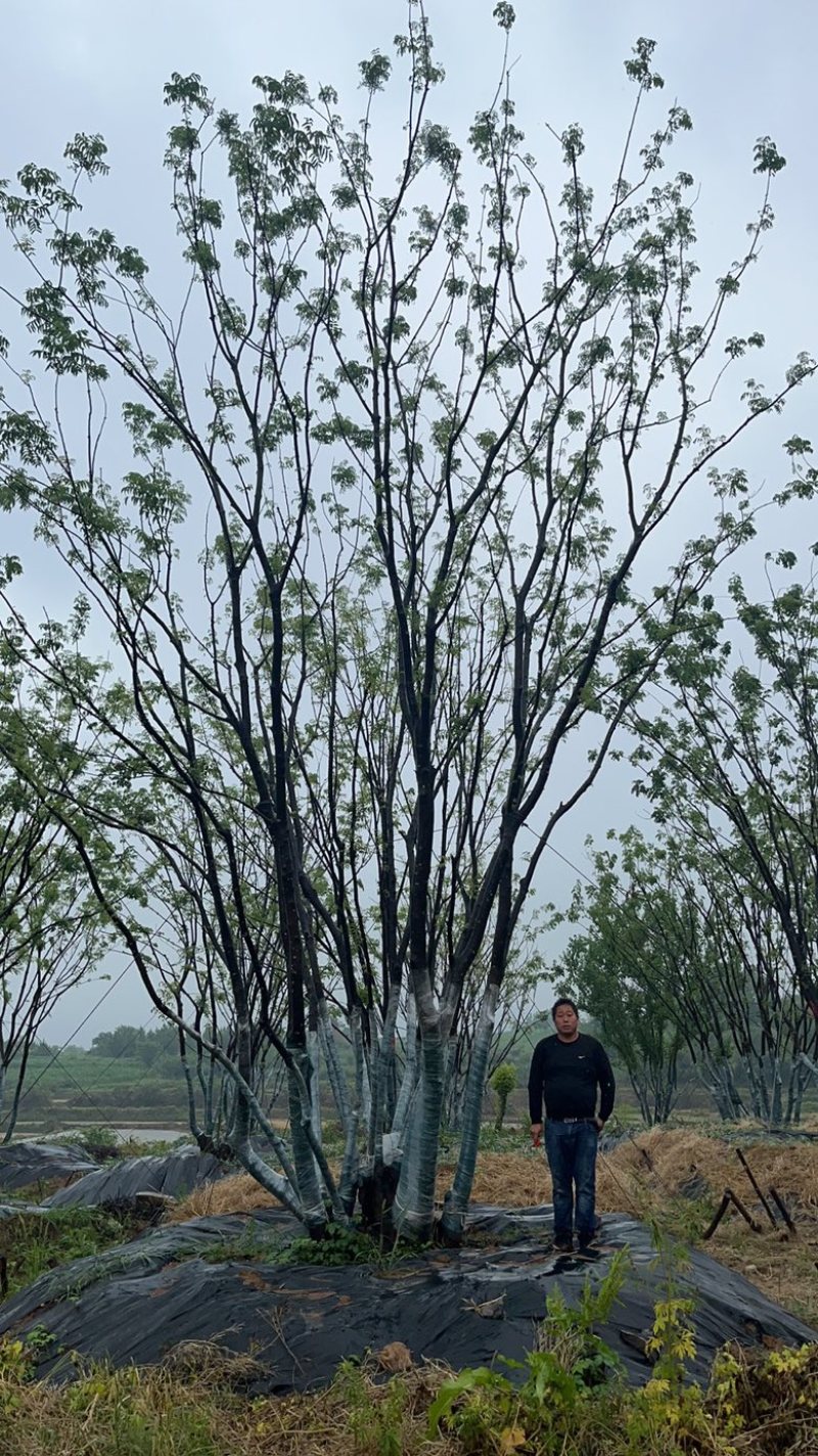 丛生黄连木，各种规格，价格实惠，质量保证。