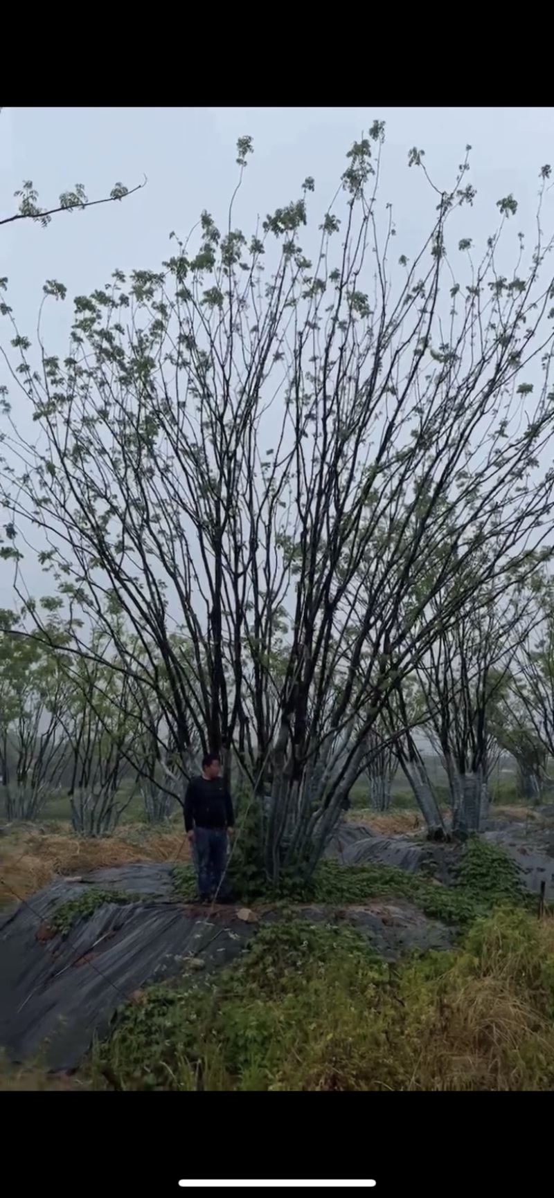 丛生黄连木，各种规格，价格实惠，质量保证。