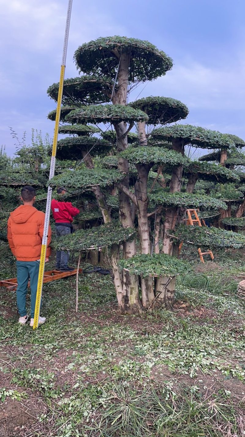 对节白蜡造型树，各种规格。价格实惠，质量保证，货源真实。