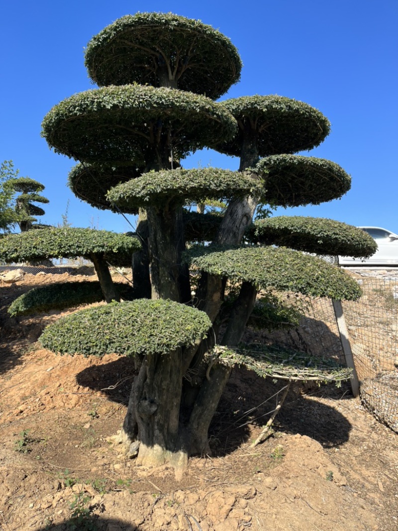 对节白蜡造型树，各种规格。价格实惠，质量保证，货源真实。