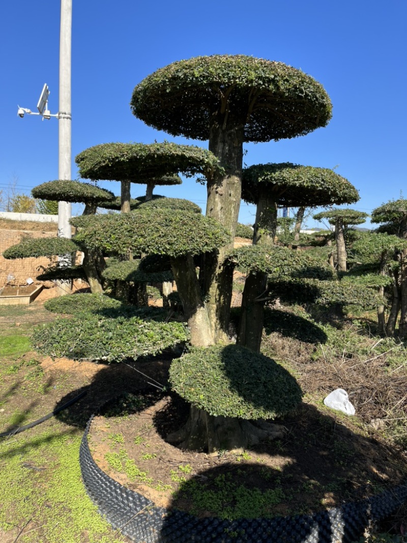 对节白蜡造型树，各种规格。价格实惠，质量保证，货源真实。