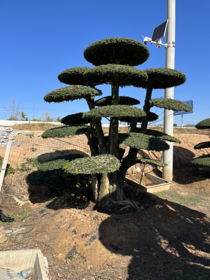 对节白蜡造型树，各种规格。价格实惠，质量保证，货源真实。