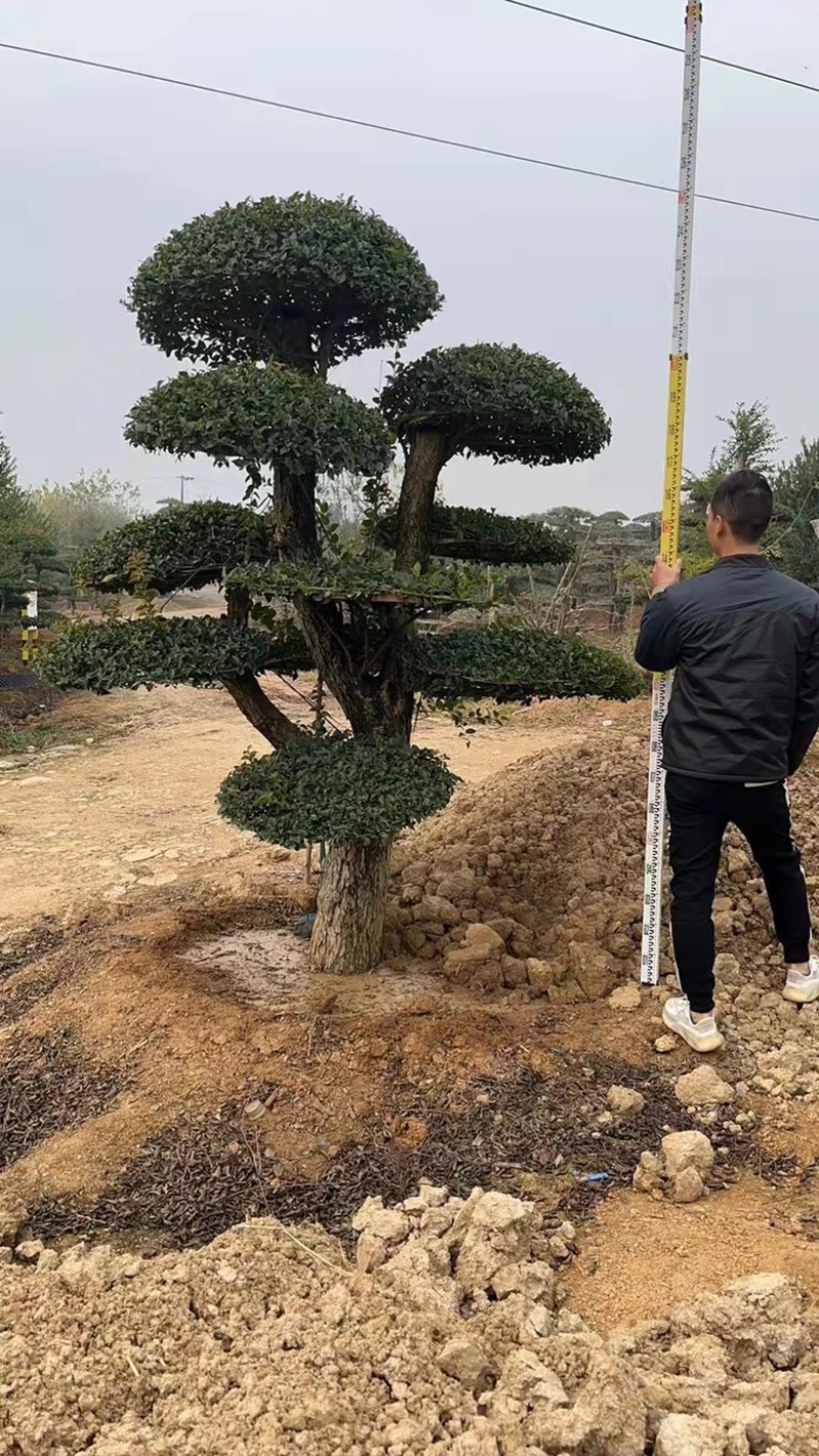 精品刺冬青，京山本地货源，价格实惠，质量保证。