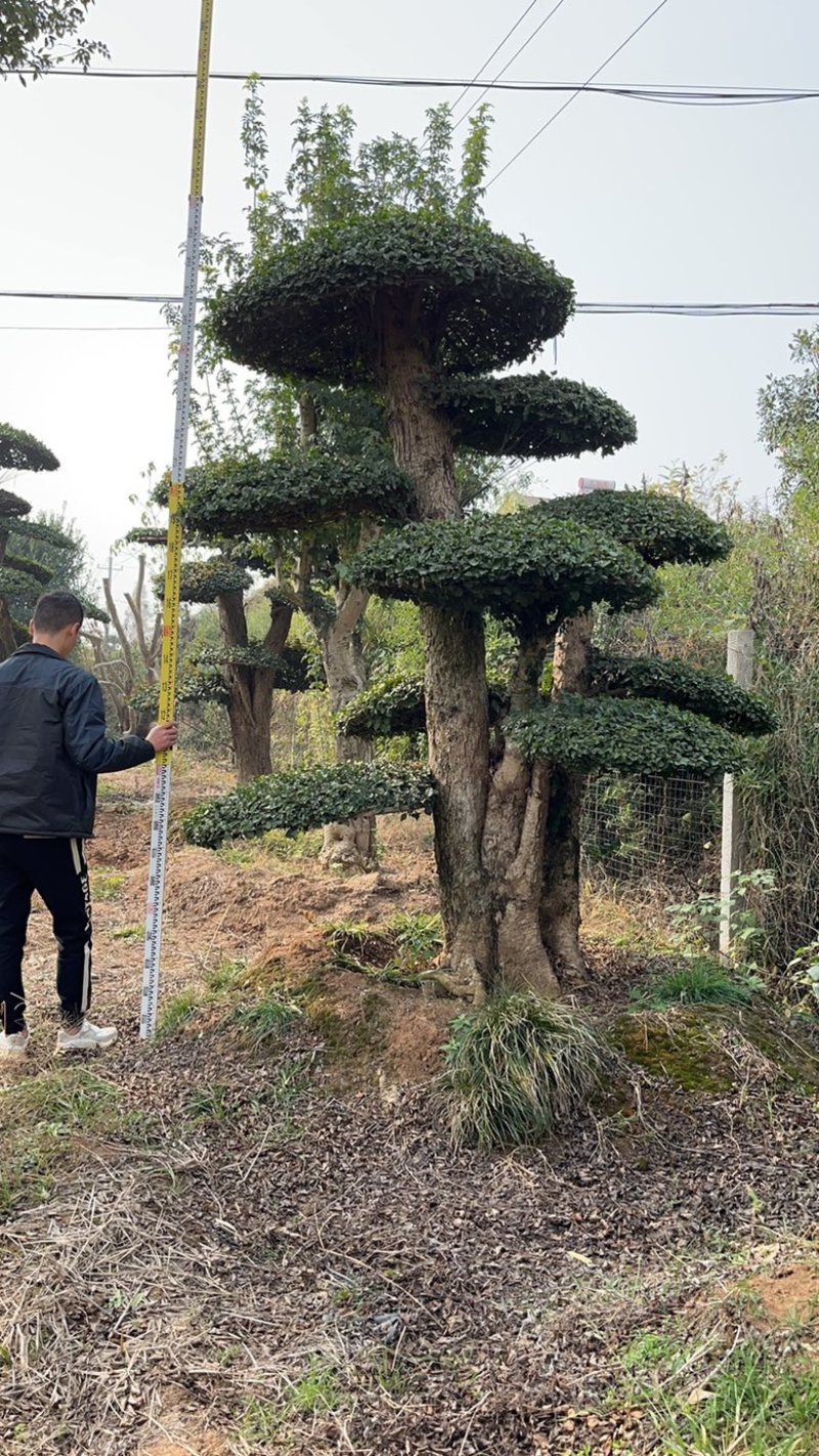精品刺冬青，京山本地货源，价格实惠，质量保证。