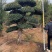 精品刺冬青，京山本地货源，价格实惠，质量保证。