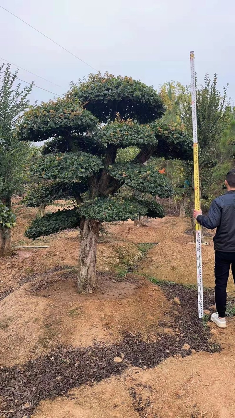 精品刺冬青，京山本地货源，价格实惠，质量保证。