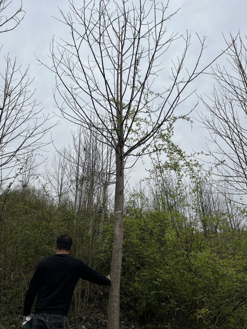 京山本地马褂木，成活率高，价格实惠，质量保证。