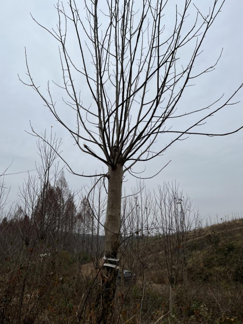 京山本地马褂木，成活率高，价格实惠，质量保证。