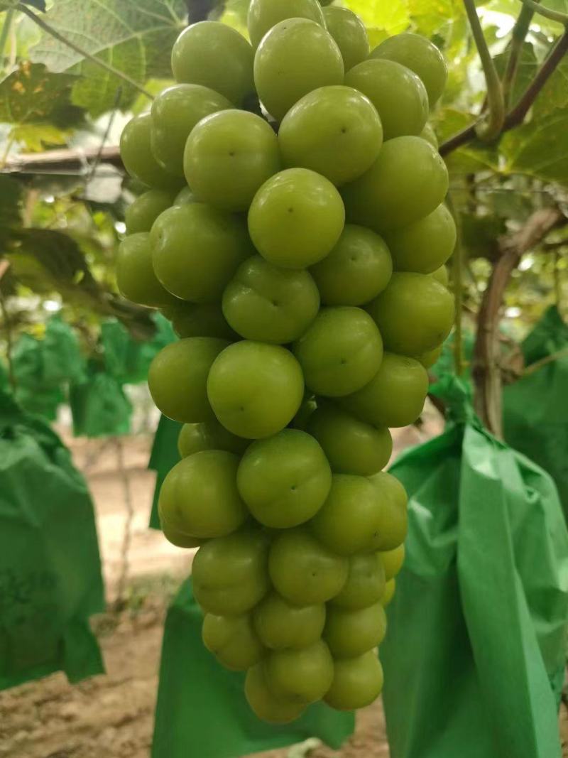 阳光玫瑰熟了价格美丽