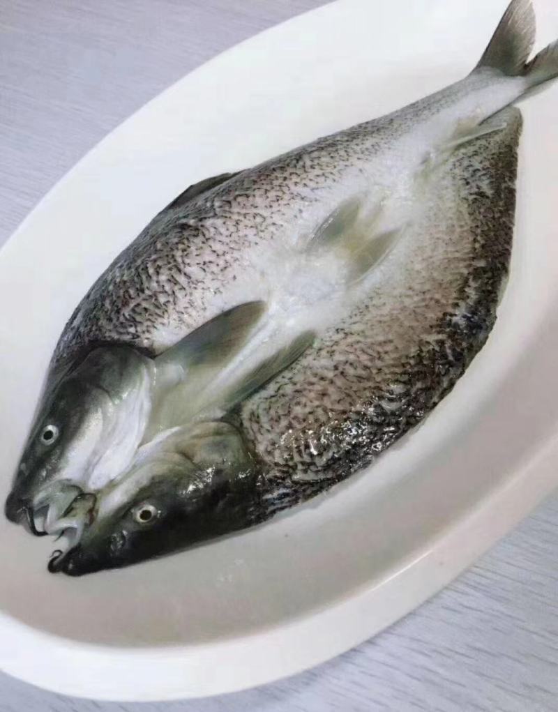 贵妃鳕鱼，活鱼宰杀，速冻锁鲜