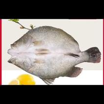 游龙斑/金目鲈鱼，蒜瓣肉质，活鱼宰杀