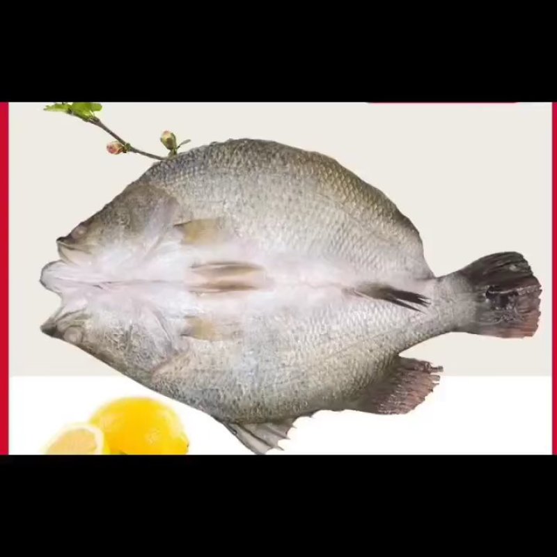 游龙斑/金目鲈鱼，蒜瓣肉质，活鱼宰杀