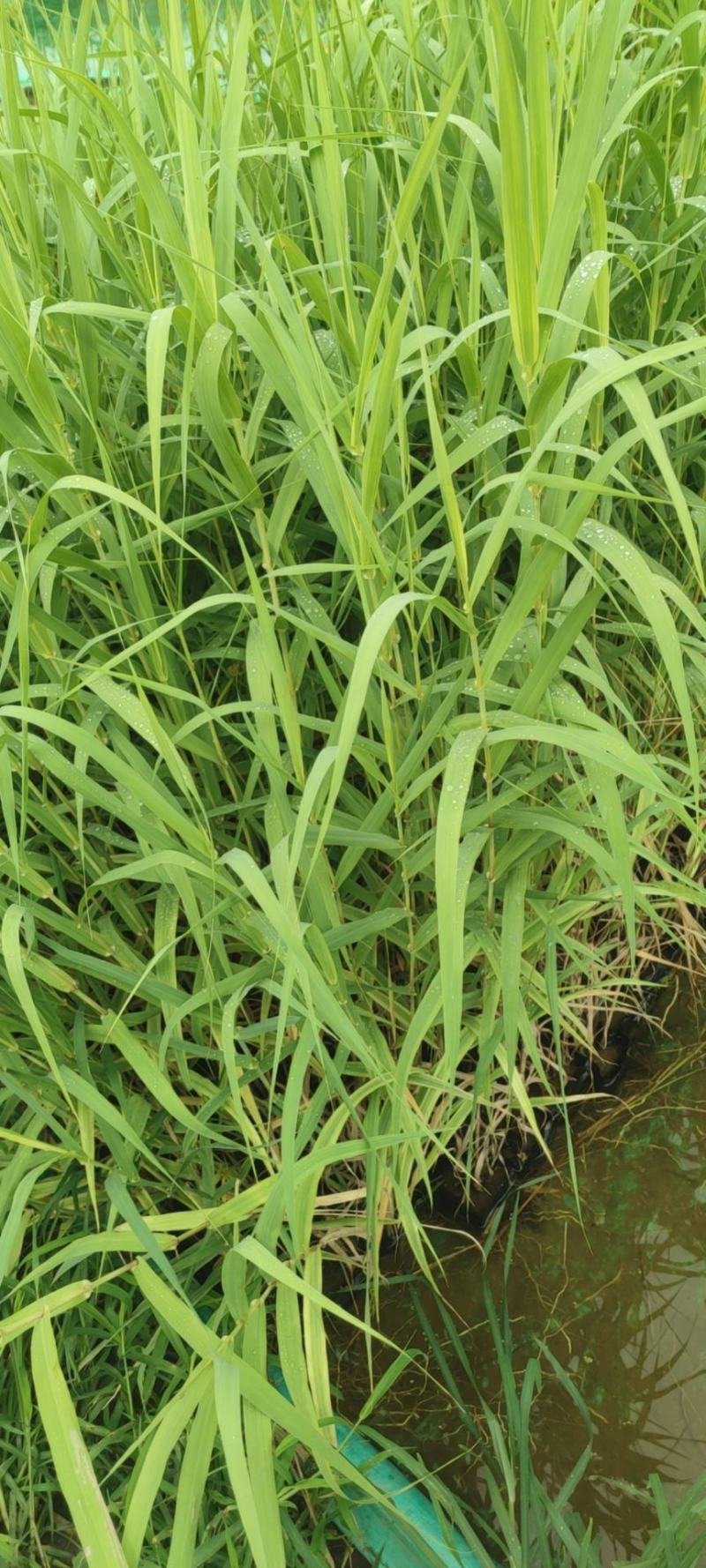 水生植物基地直销花叶芦竹，净化水质，观赏性高，品种齐全