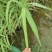 水生植物基地直销花叶芦竹,净化水质,观赏性高,品种齐全