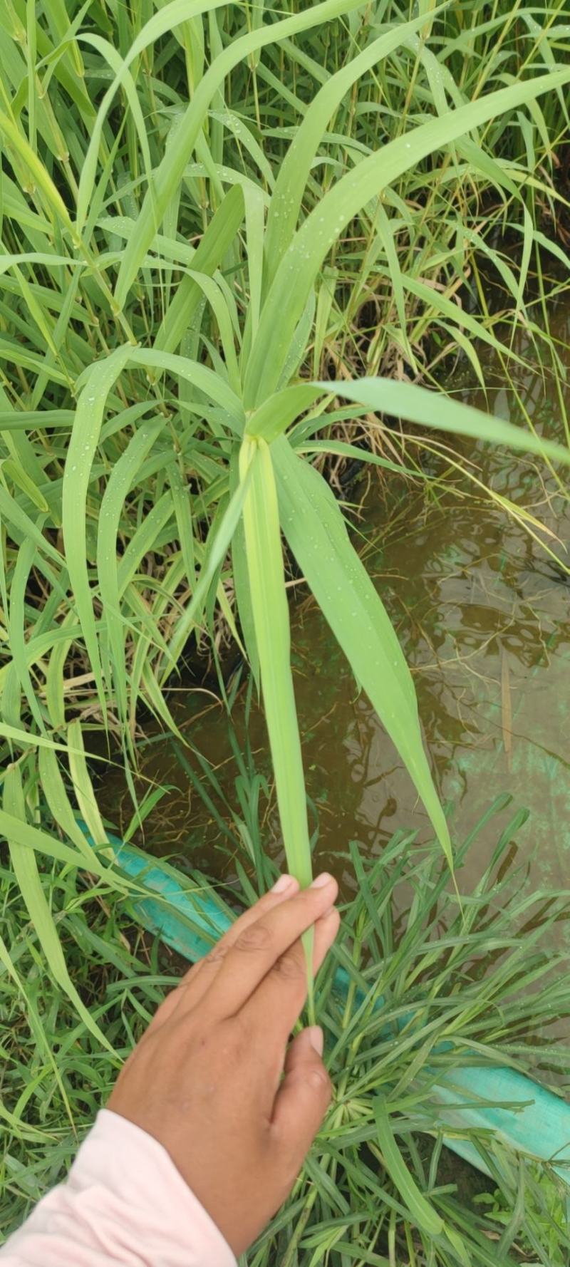 水生植物基地直销花叶芦竹，净化水质，观赏性高，品种齐全