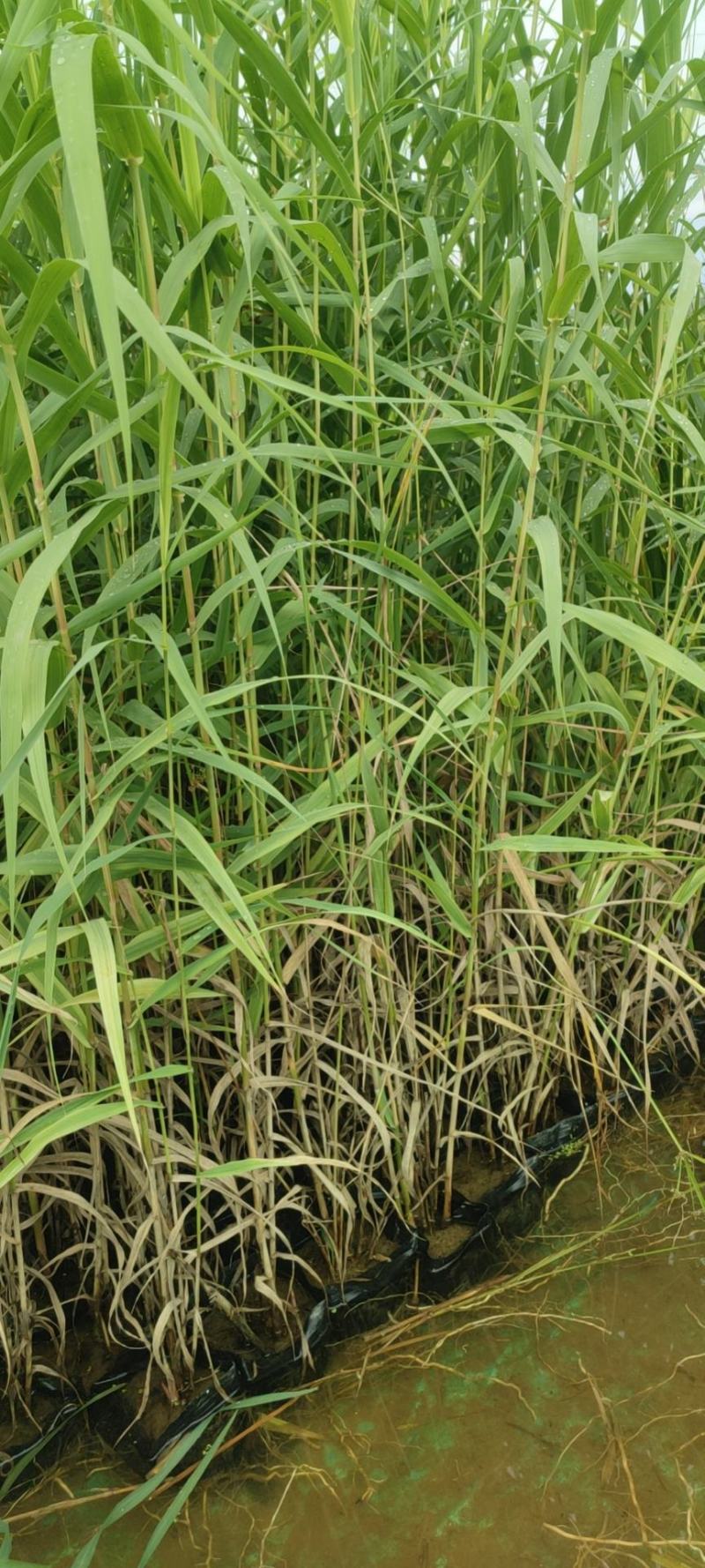 水生植物基地直销花叶芦竹，净化水质，观赏性高，品种齐全