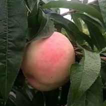 千亩桃园基地永连蜜桃大量上市中有需要联系我