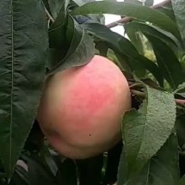 千亩桃园基地永连蜜桃大量上市中有需要联系我