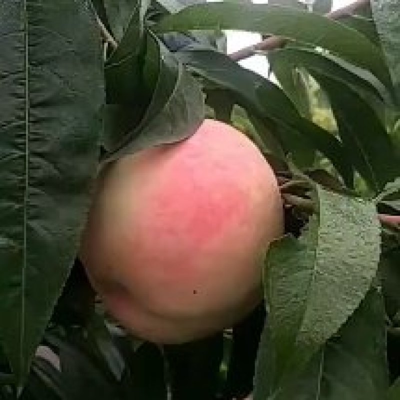 千亩桃园基地永连蜜桃大量上市中有需要联系我