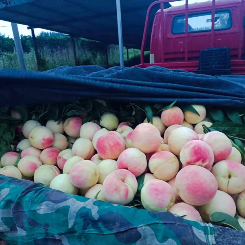 千亩桃园基地永连蜜桃大量上市中有需要联系我